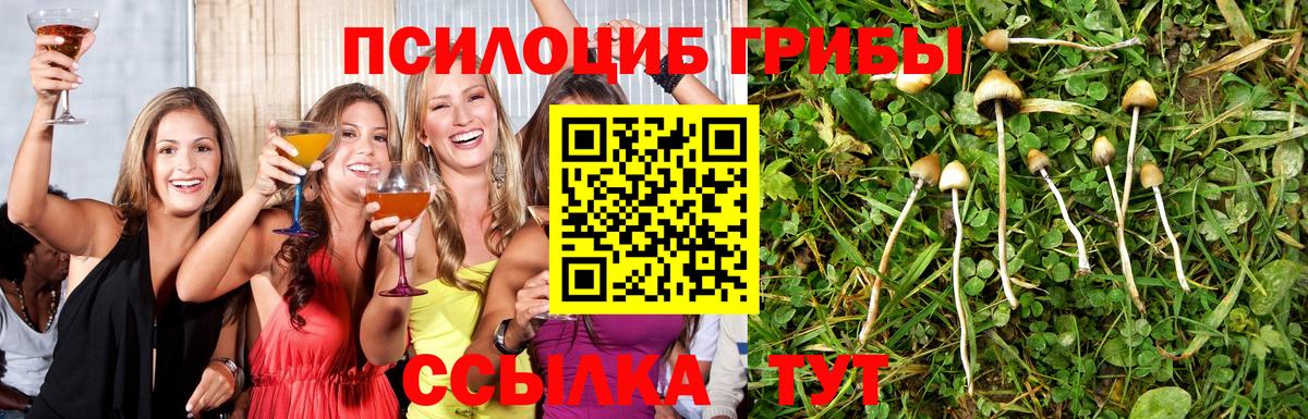 как найти закладки  Галлюциногенные грибы MAGIC MUSHROOMS  Вход с VPN  Галлюциногенные грибы Psilocybine cubensis  Мценск 